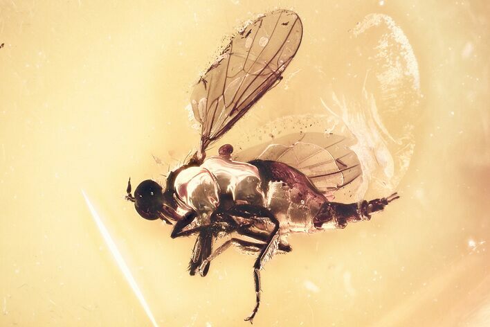 Detailed Fossil Dagger Fly (Empididae) In Baltic Amber #381489